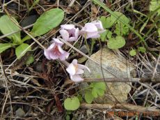 Colchicum-umbrosum_Абрау_3